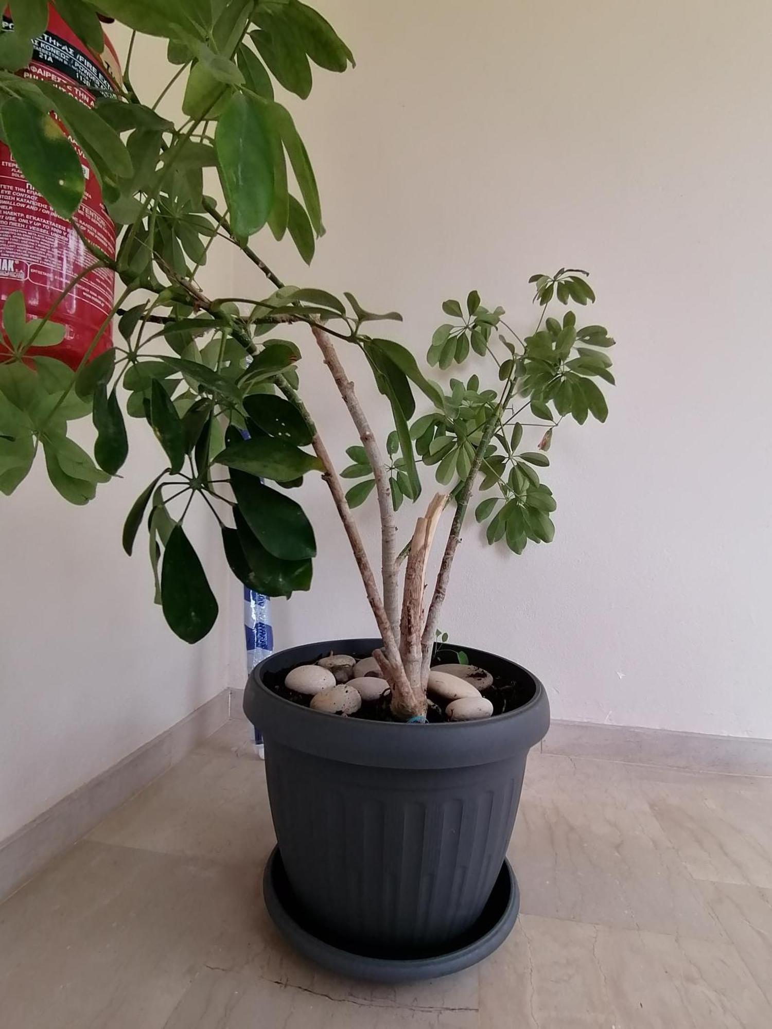 Makis Apartments Arillas  Zewnętrze zdjęcie